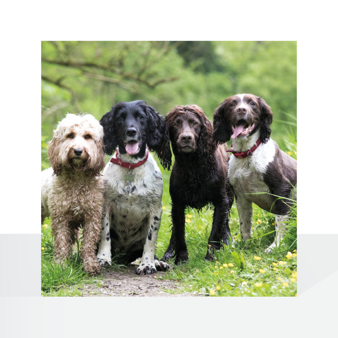 BBC Countryfile, Cockapoo & Spaniels
