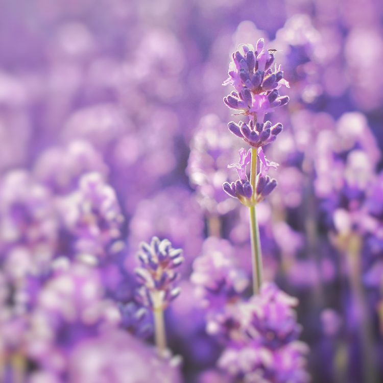Sleep easy lavender bubble bath