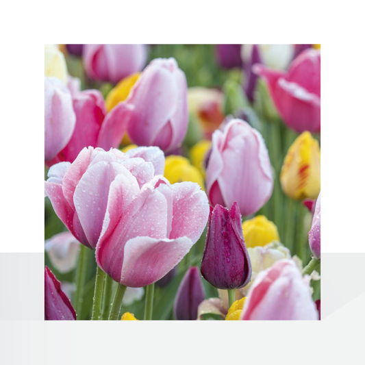 BBC Gardeners World, Spring Tulips