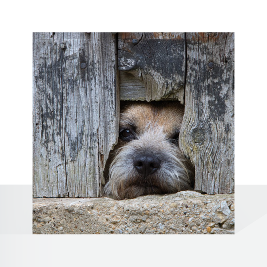 BBC Countryfile, Border Terrier
