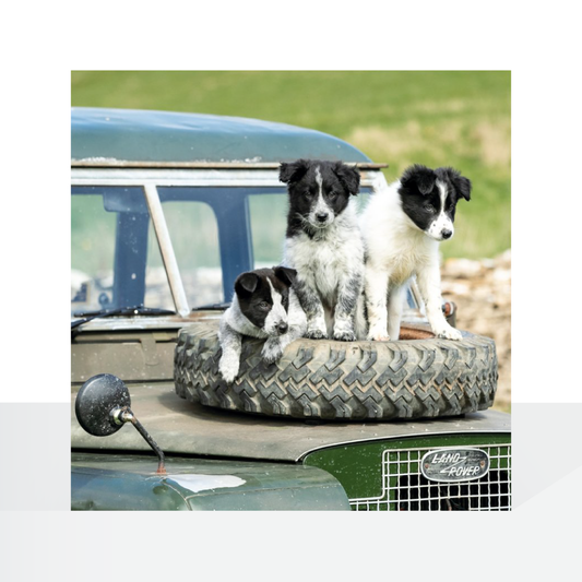 BBC Countryfile, Border Collie Puppies