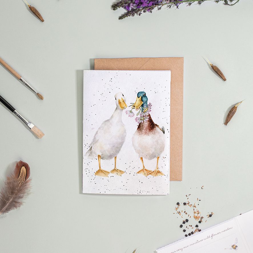 Not a daisy goes by, ducks - seed card