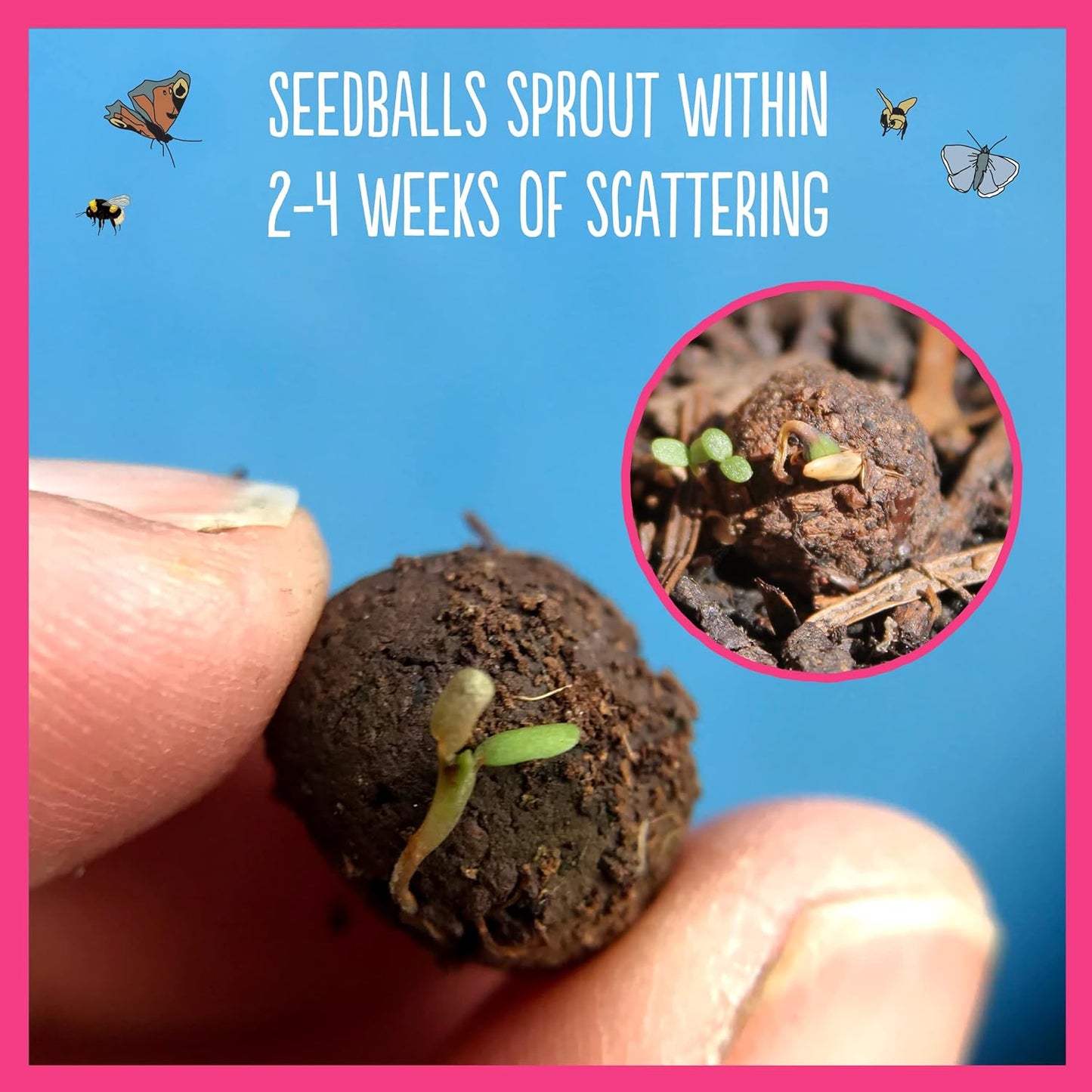 Seedball ~ BUTTERFLY MIX ~ native wildflower seeds