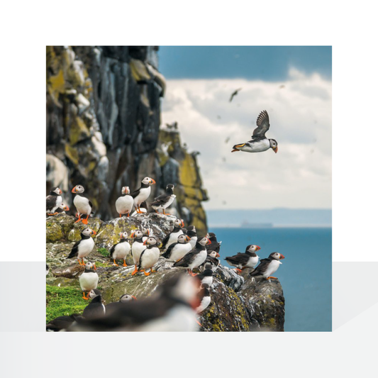 BBC Nature Trails, Atlantic Puffins