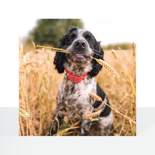 BBC Countryfile, Springer Spaniel