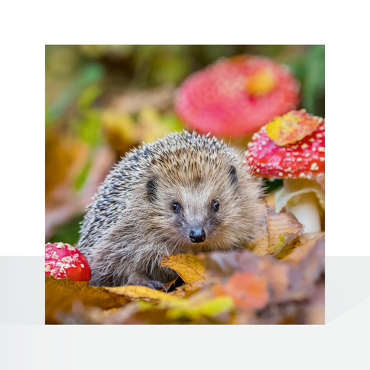 BBC Nature Trails, European Hedgehog