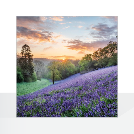 BBC Countryfile, Bluebells, West Dorset