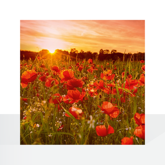 BBC Countryfile, Poppy Field, Bewdley, Worcestershire