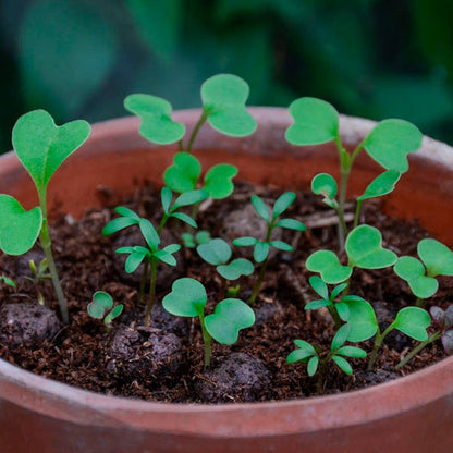 Wildflower Seedball Tubes