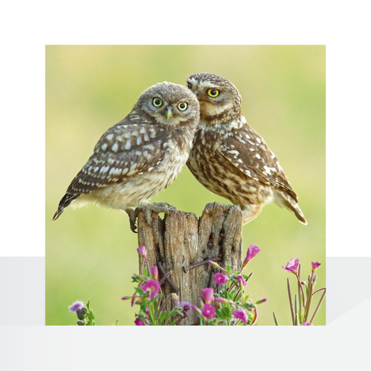 BBC Nature Trails, Little Owls