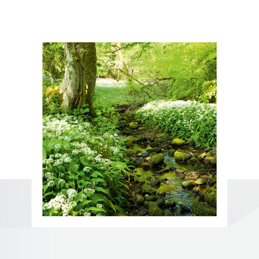 BBC Wild Isles, Woodland stream with wild garlic