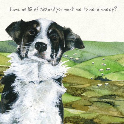 Border Collie Greeting Card