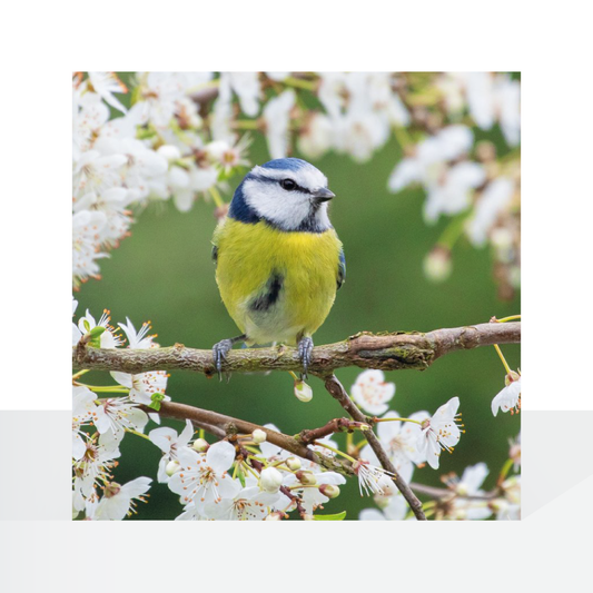 BBC Nature Trails, Blue tit in blossom
