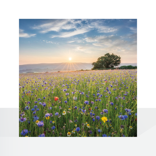 BBC Countryfile, Wildflower Meadow, Quantock Hills, Somerset