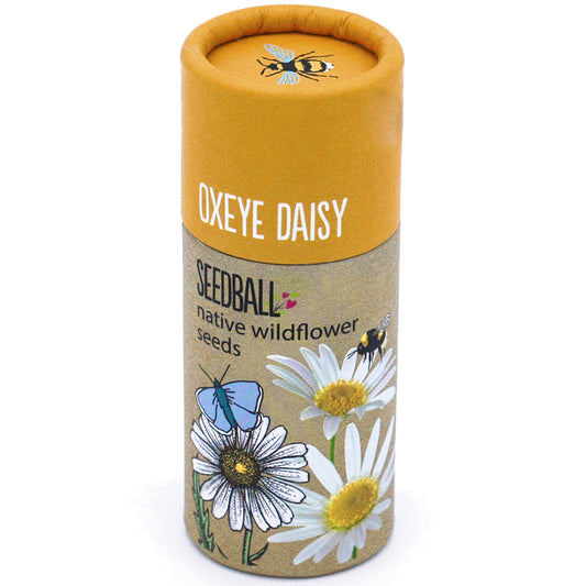 Seedball ~ OXEYE DAISY tube ~ native wildflower seeds