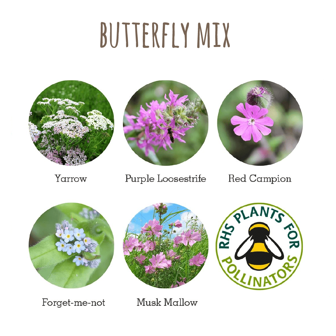 Seedball ~ BUTTERFLY MIX ~ native wildflower seeds