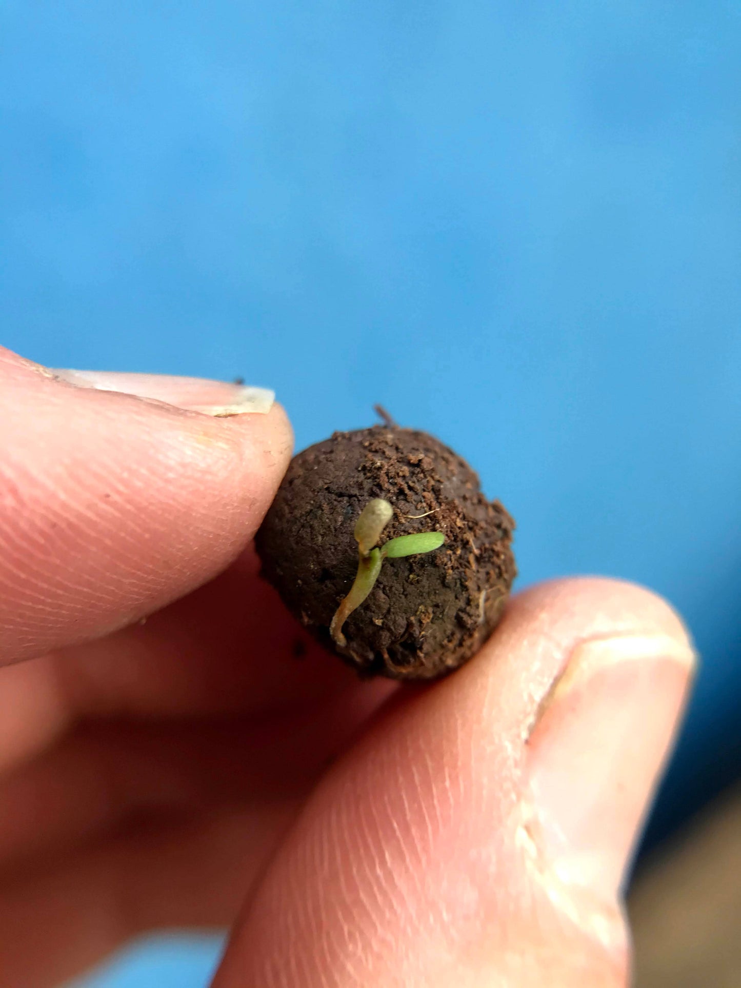 Herb Seedball Tubes