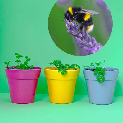 Wildflower Seedball Tubes
