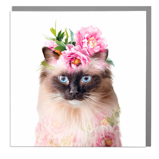 Rag doll cat - card